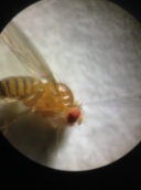 Manipulator: Fruit fly targeted with electrode